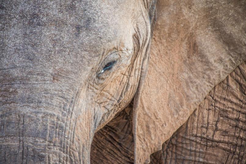 Elefant in Großaufnahme