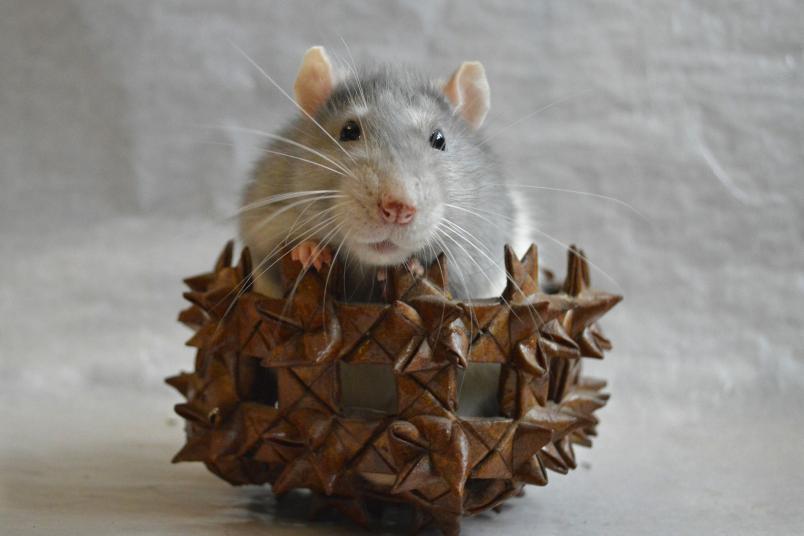 Junge Ratte in einer Nussschale