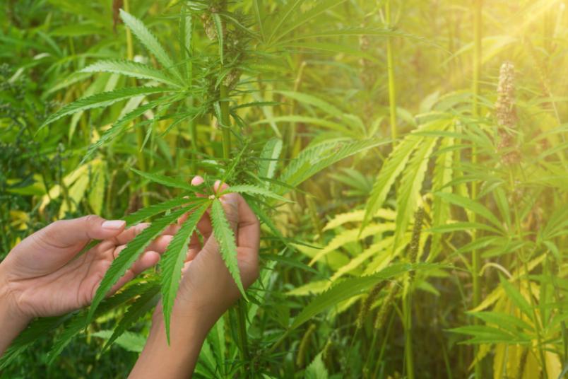 Cannabispflanze