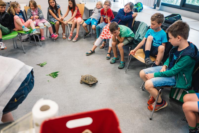 Eine Gruppe von Kindern betrachtet eine Schildkröte