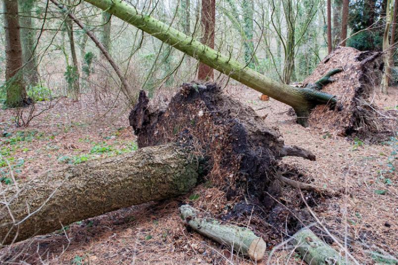 Zwei entwurzelte Bäume im Wald