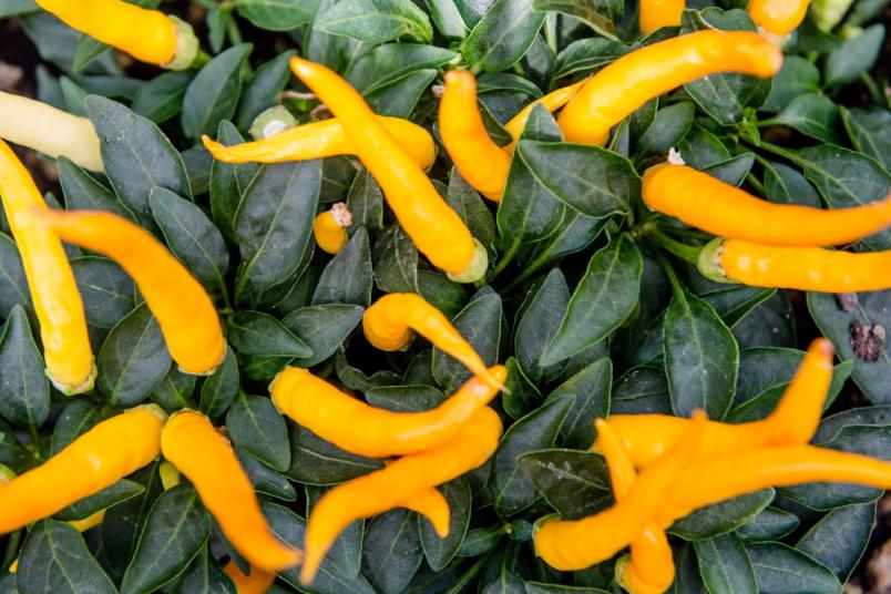 Gelbe Chilis