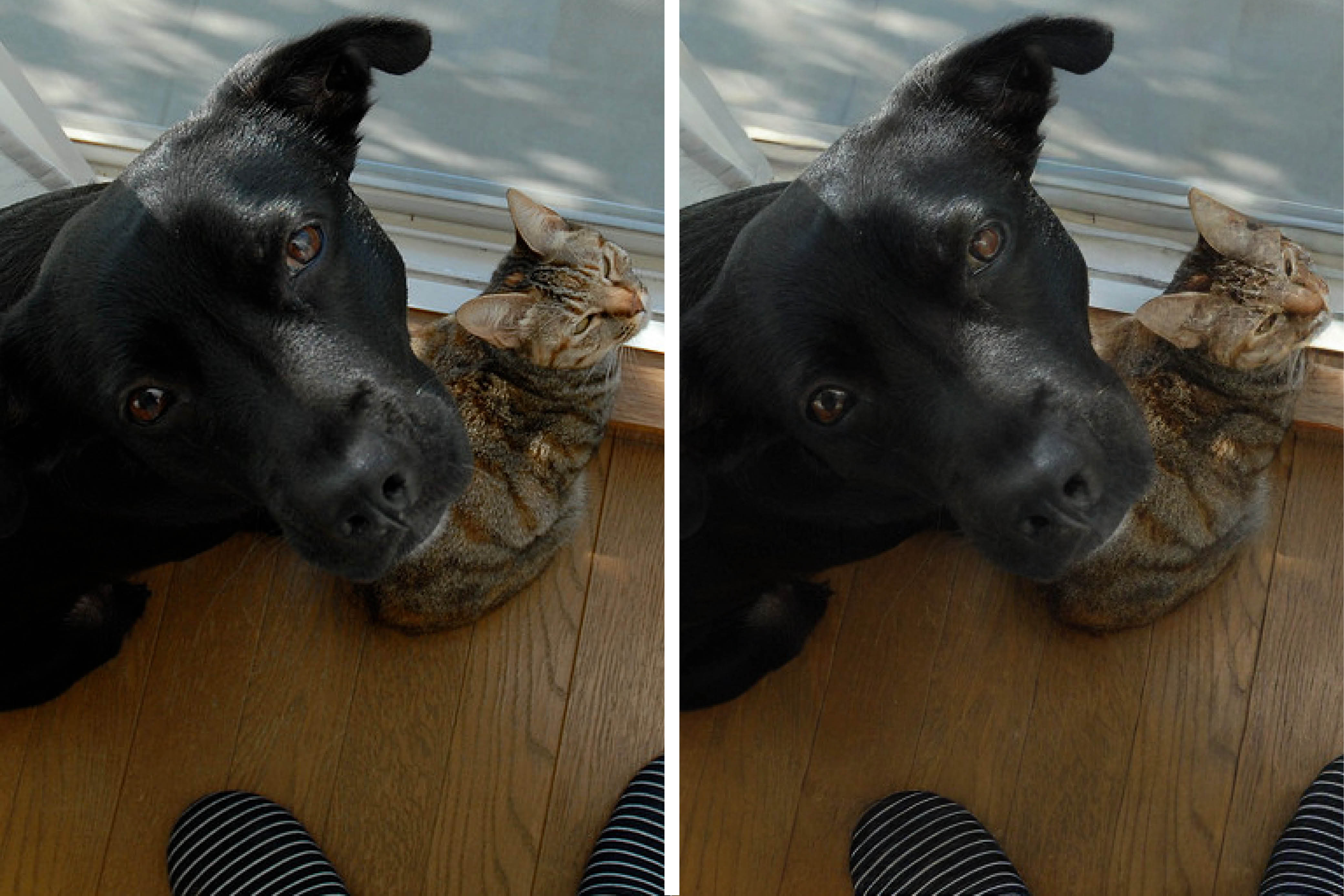 Ein zweigeteiltes Bild: Beide Hälften zeigen nahezu das gleiche Motiv, nämlich einen Hund mit einer Katze. Die rechte Version ist minimal unschärfer.
