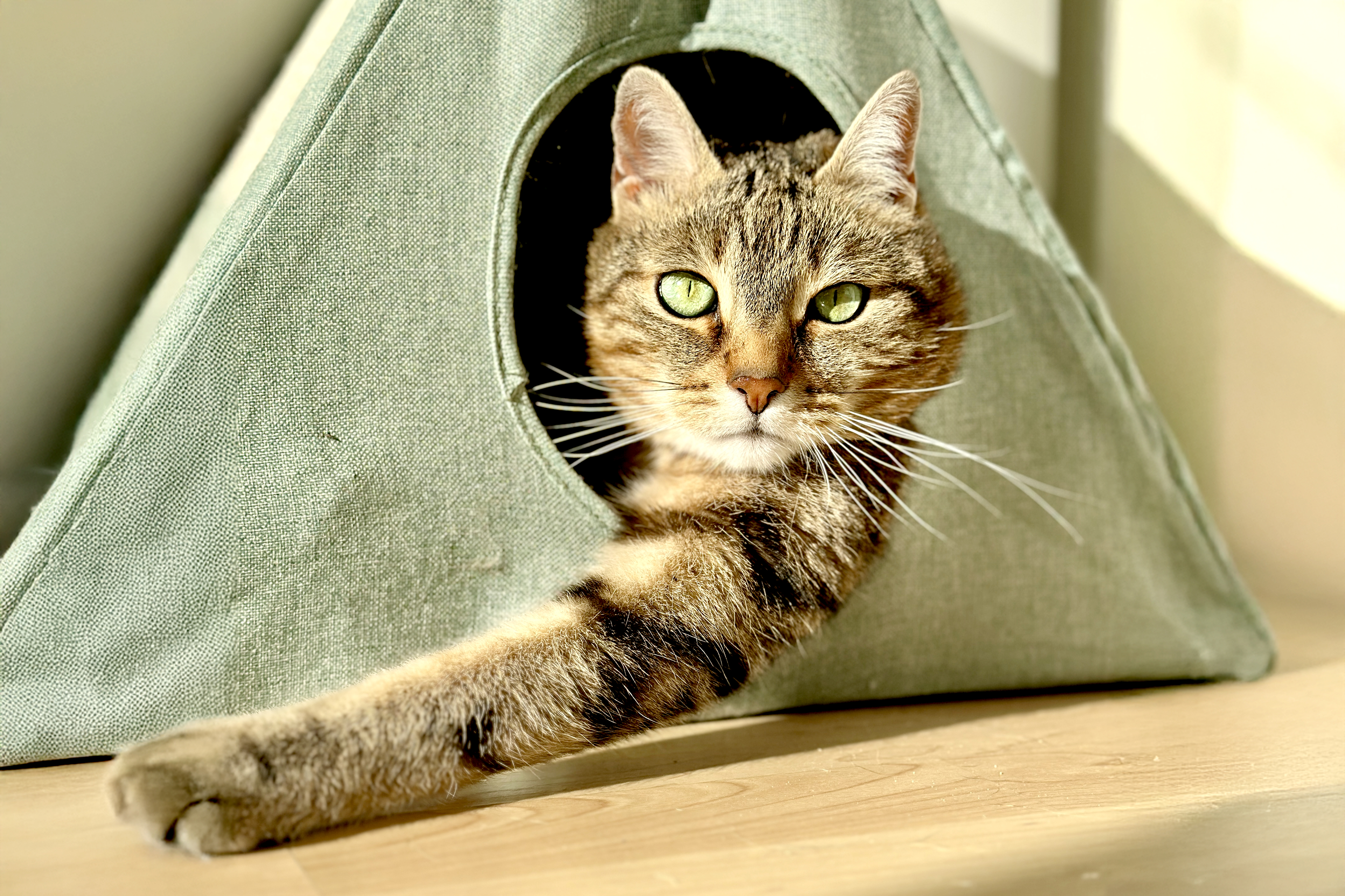 Katze, die aus einem grünen Spielzeug herausschaut