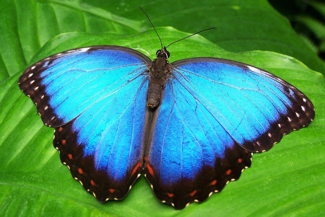 Morpho-Schmetterling