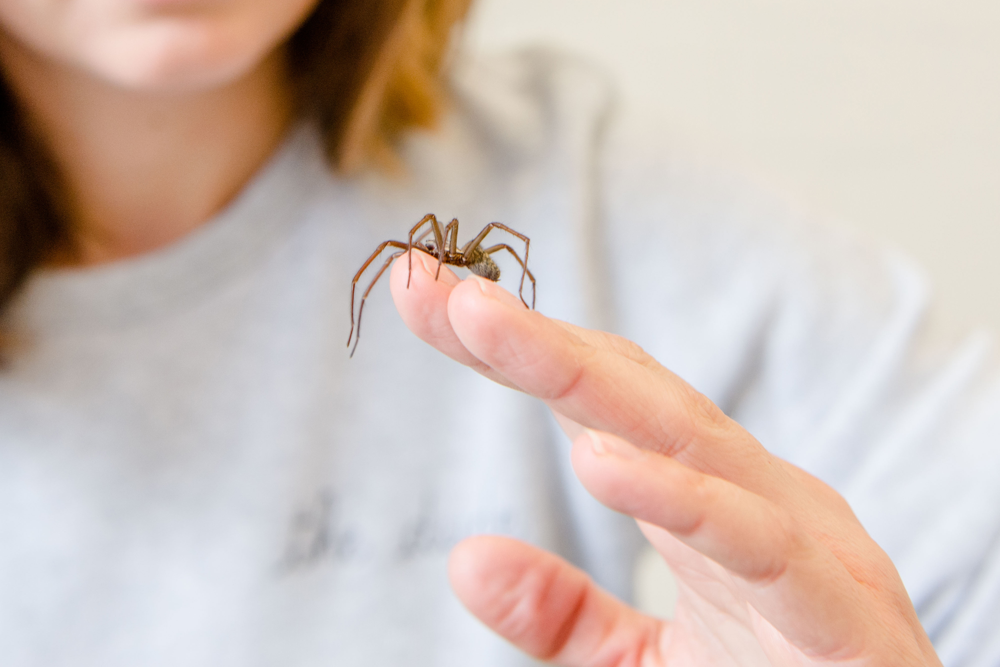 Spinne auf einer Hand