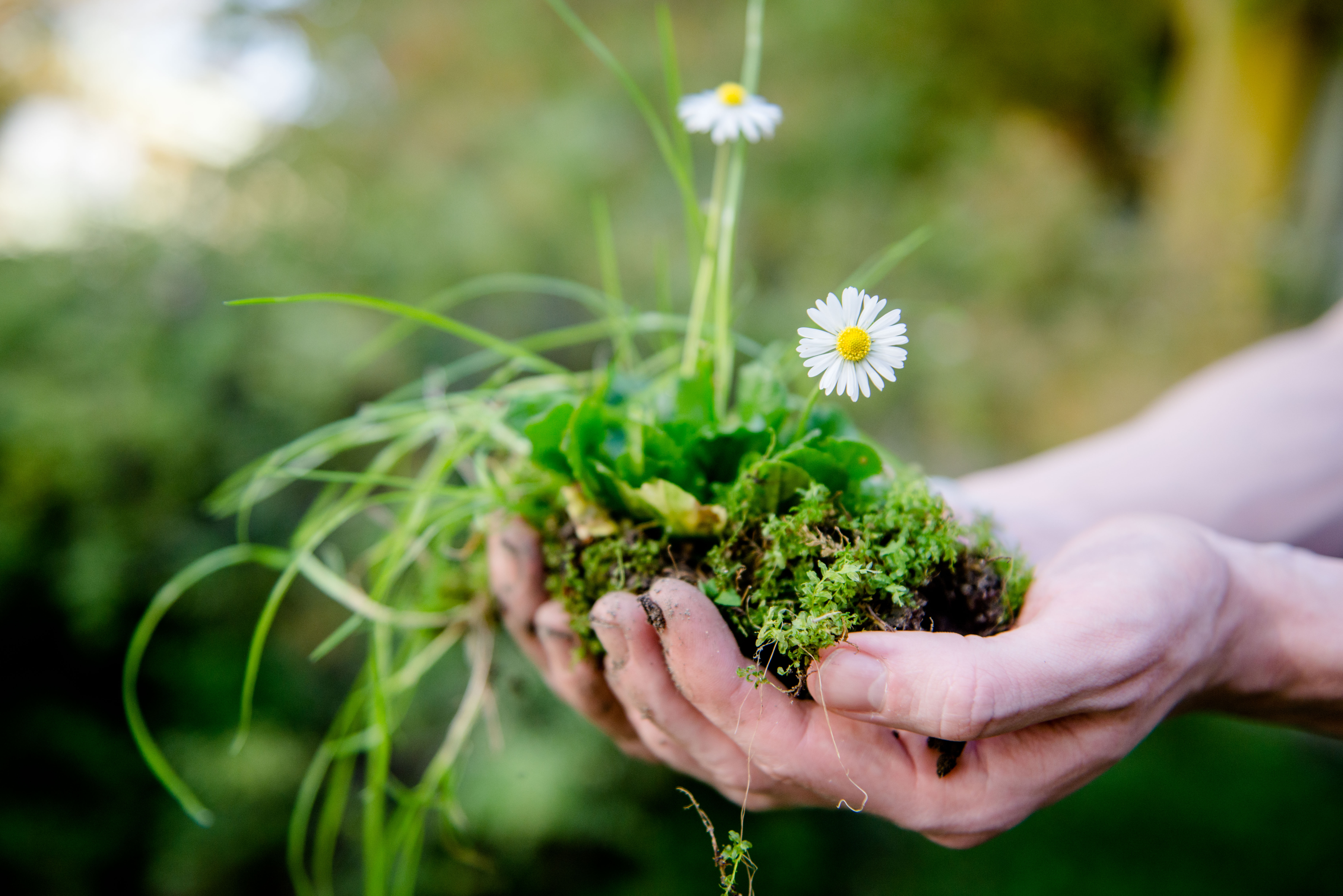 Zwei geöffnete Hände mit Erde und Blumen gefüllt