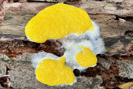 Gelb-weiße Struktur auf einem Stück Rinde