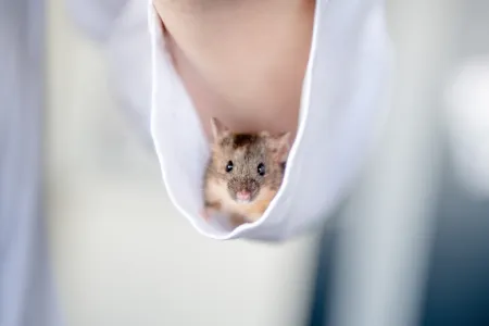 Maus im Hemdärmel