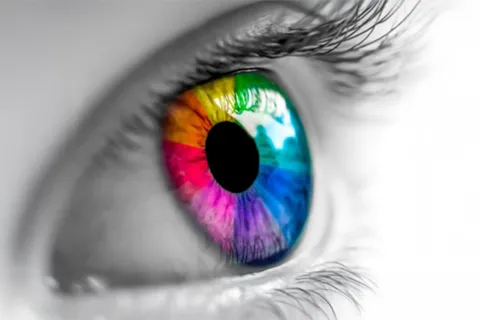 Auge