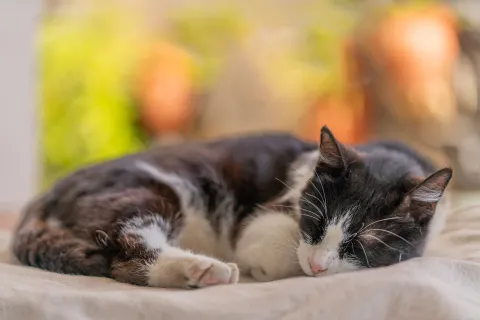 Schlafende Katze