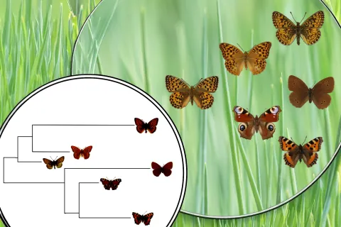 Schmetterlinge mit Verwandtschafsbeziehungen