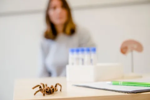 Spinne auf einem Tisch in einem Labor