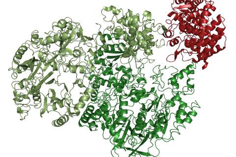 Strukturaufklärung, bei der mehrere Methoden kombiniert wurden. Zu sehen ist der Enzymkomplex des Bakteriums Clostridium maddingley.
