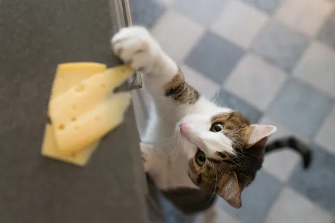 Eine Katze greift nach zwei Scheiben Käse