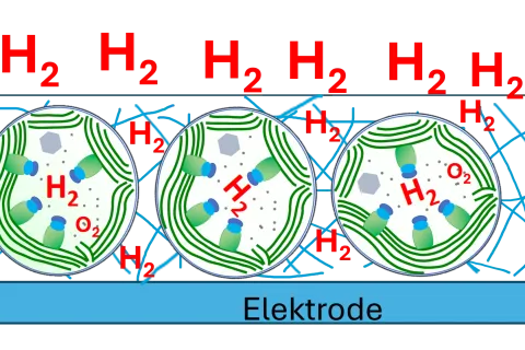 Grafik: Enzyme, die Wasserstoff erzeugen