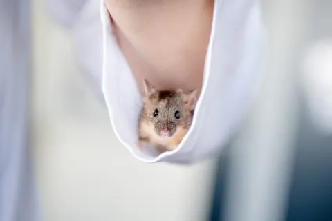 Maus im Hemdärmel
