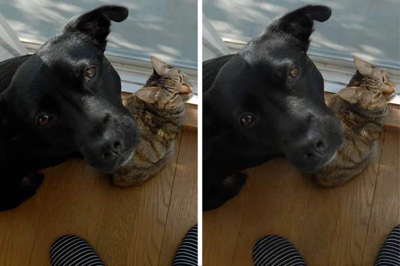 Ein zweigeteiltes Bild: Beide Hälften zeigen nahezu das gleiche Motiv, nämlich einen Hund mit einer Katze. Die rechte Version ist minimal unschärfer.