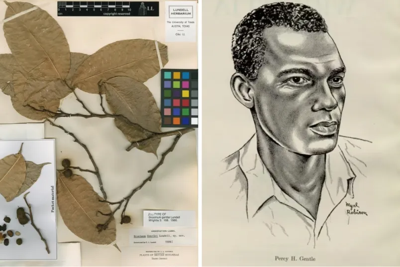 Linke Bildhälfte: getrocknete Pflanze auf Papier mit Beschriftungen. Rechte Bildhälfte: Porträtzeichnung eine Mannes