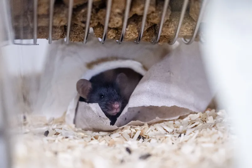 Maus schaut aus einem Häuschen