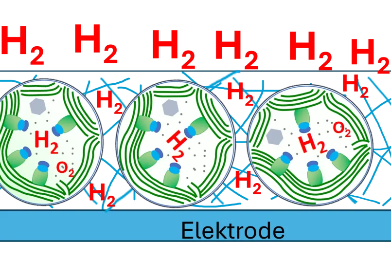 Grafik: Enzyme, die Wasserstoff erzeugen