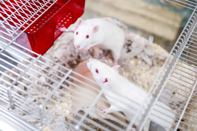 Zwei weiße Ratten