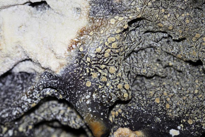 Gelbe Flecken auf einer dunklen Gesteinswand