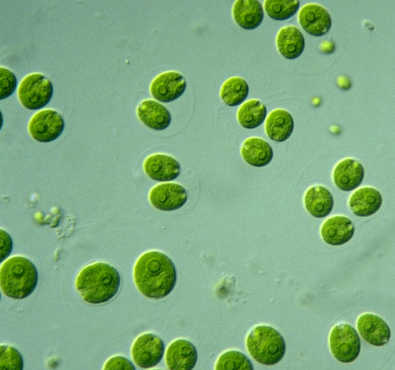 Бактерия водоросль простейшие. Зелёные водоросли хламидомонада. Chlamydomonas reinhardtii водоросли. Хламидомонада водоросль микроскоп. Одноклеточная водоросль хламидомонада.
