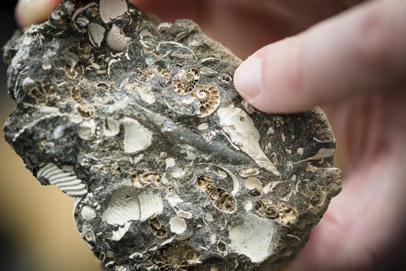 Gesteinsfragment mit hohlen Ammoniten