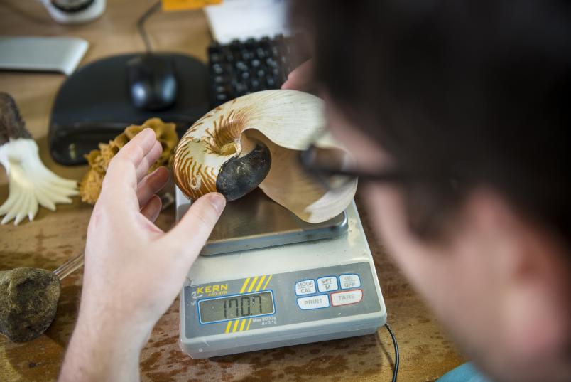 René Hoffmann legt eine Nautilusschale auf eine Waage.