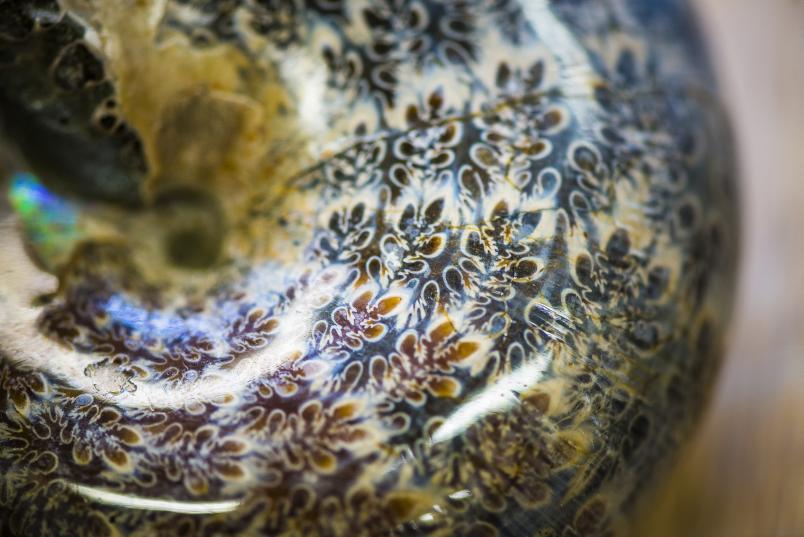 Ein versteinerter polierter Ammonit, der etwa 110 Millionen Jahre alt ist. Die blattähnlichen Linien zeichnen die komplexe Struktur der Kammerscheidewände nach.
