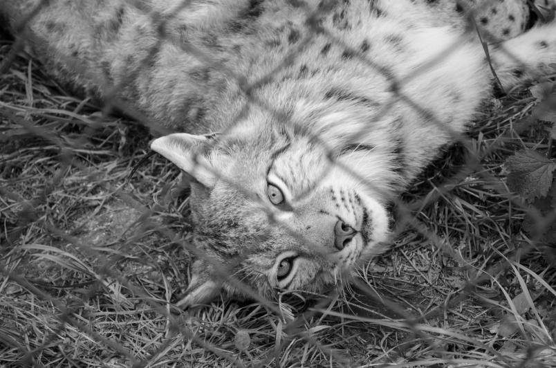 Ein Luchs liegt auf dem Boden.