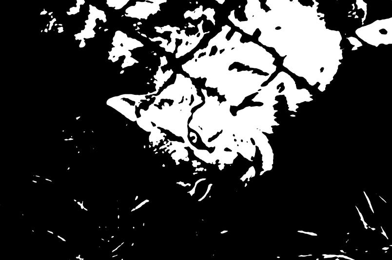 Ein Luchs liegt auf dem Boden.
