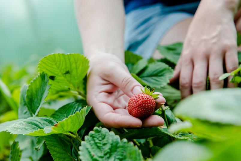 Frische Erdbeeren werden geerntet.