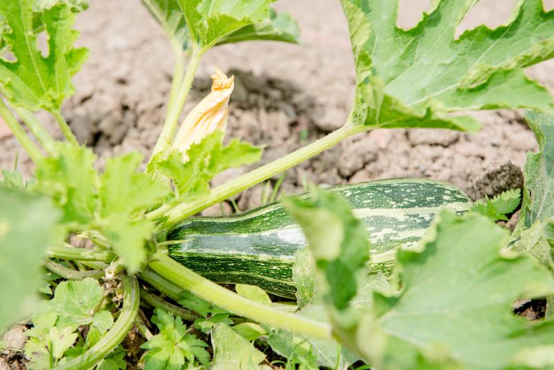 Zucchini in einem Beet