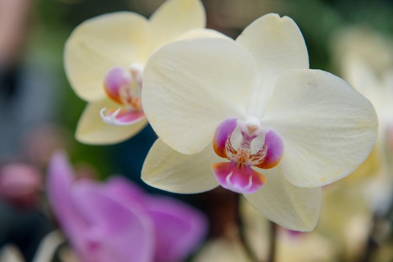 bühende Orchidee
