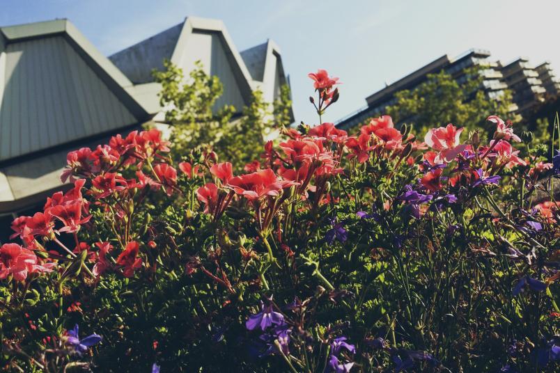Rote und  lila Blumen vor dem Audimax.