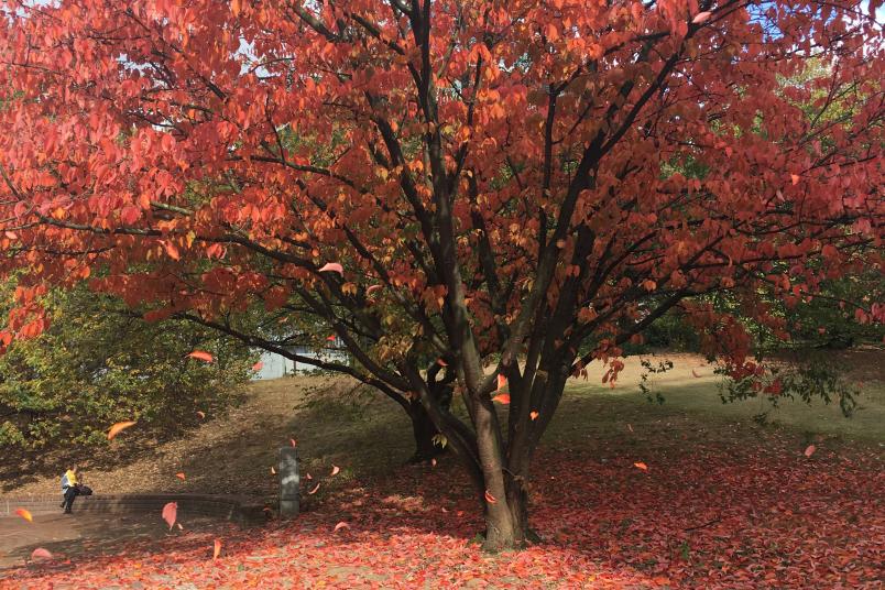 Rot gefärbter Baum verliert Blätter