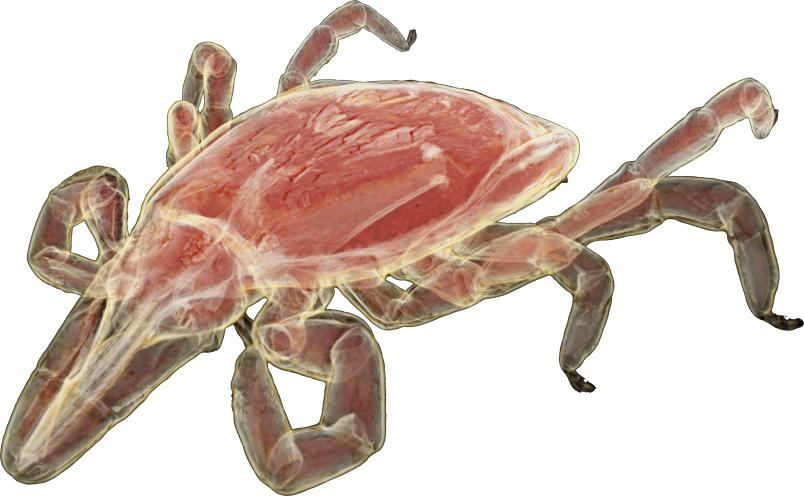Computergeneriertes Bild einer Zecke