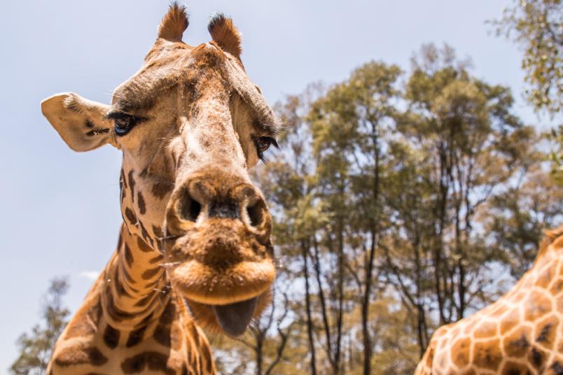 Nahaufnahme einer Giraffe, die die Zunge rausstreckt