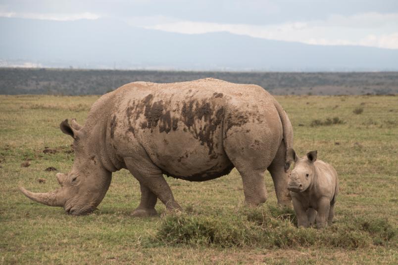 Eine Nashorn Mutter grast neben ihrem jungen Kalb.