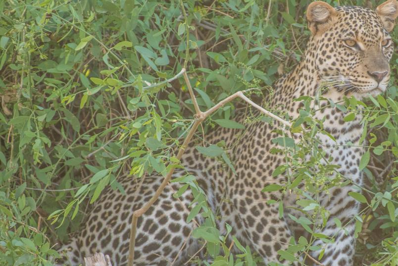 Ein Leopard sitzt in einem Gebüsch.