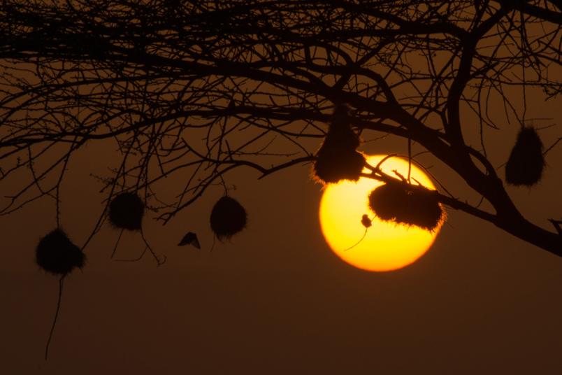 Kleine Nester und kleine Vögel als Silhouetten in einem Baum vor einem Abendhimmel.