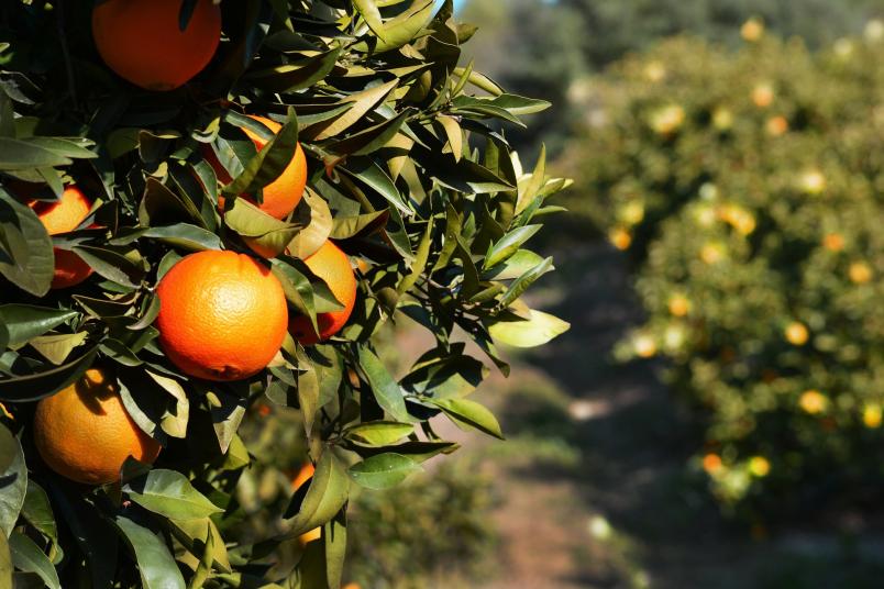 Orangenbäume