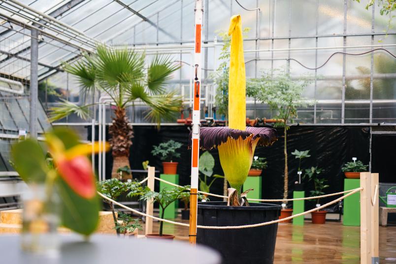 Amorphophallus tianum