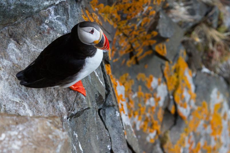 Papgeitaucher auf Felsen