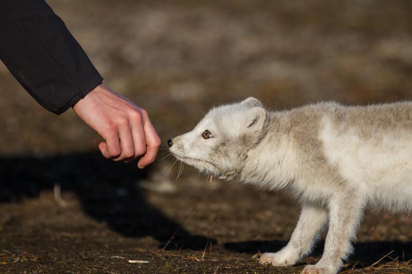 Polarfuchs schnuppert an einer Hand.