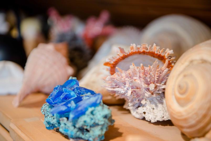 Muscheln, Schneckenhäuser und Kristalle