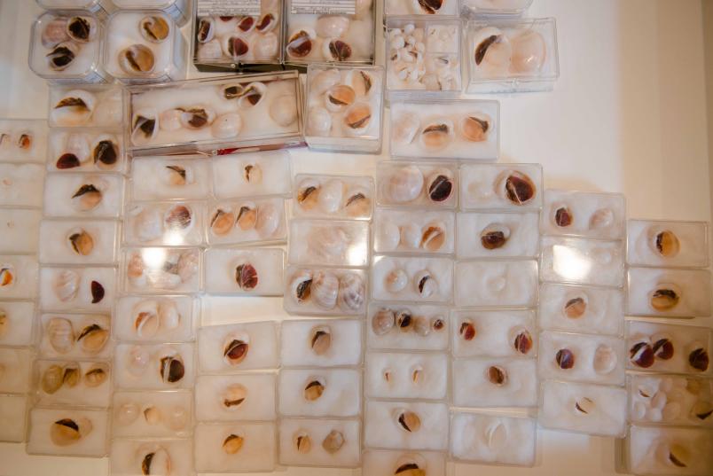 Durchsichtige Kisten mit unterschiedlichen Schneckenhäusern
