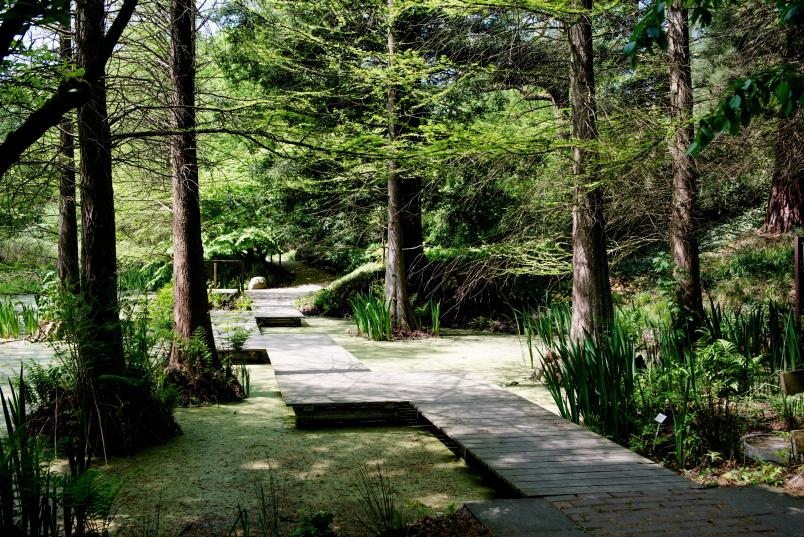 Bäume, Sträucher und Wege im Botanischen Garten der RUB